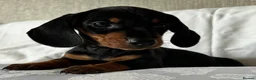 Miniature Dachshund dogs for sale: KC Black & Tan Miniature Dachshunds - Advert 3