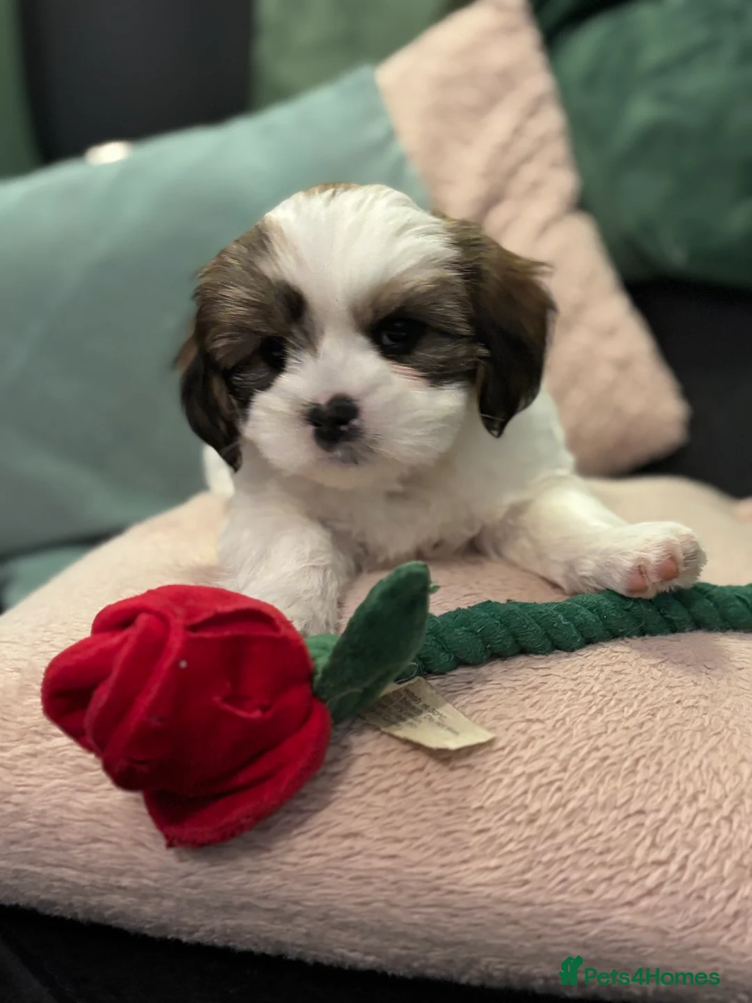 Mixed Breed dogs for sale: Now good to go . - Advert 4