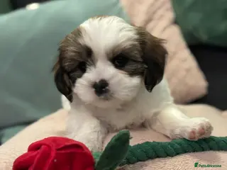 Mixed Breed dogs Now good to go . - Advert 9