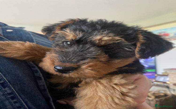 Welsh Terrier dogs in Dronfield - Advert 1