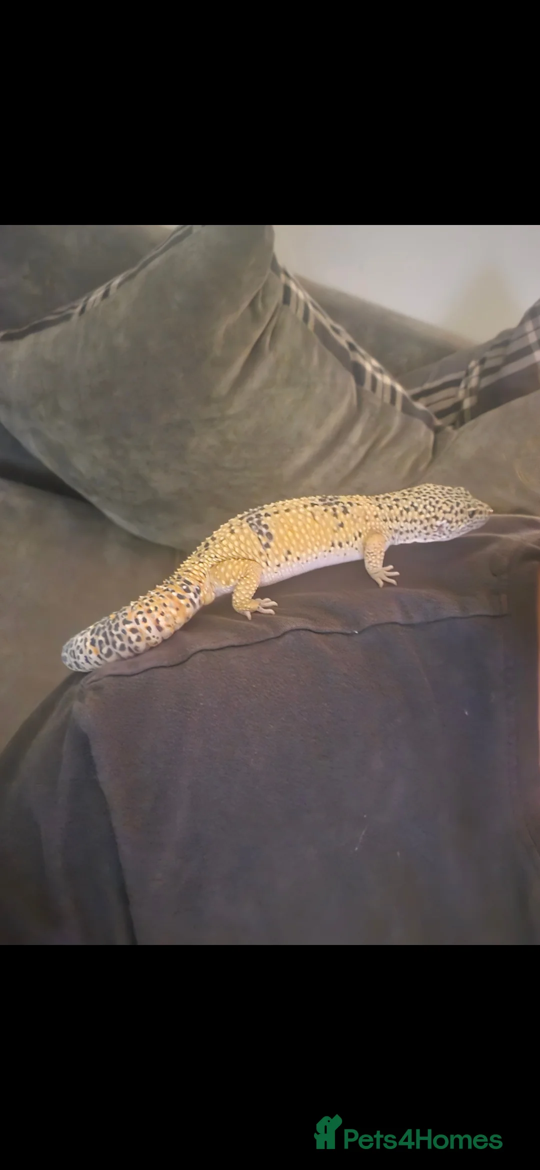Leopard Gecko reptiles for sale: Leopard Ghecko for sale.  - Advert 2