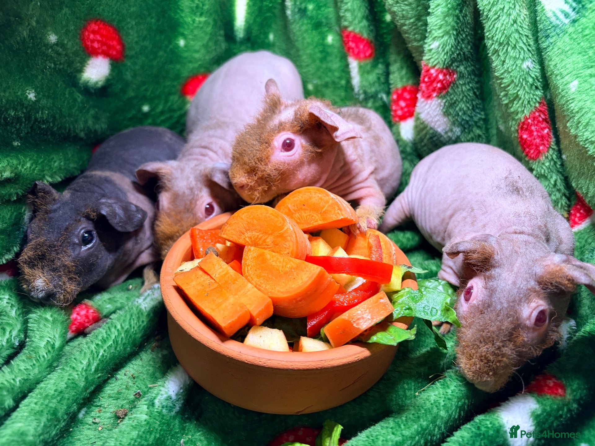 Guinea Pig rodents Skinny Pig Babies Boy & Girls - Advert 1