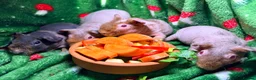 Guinea Pig rodents for sale: Skinny Pig Babies Boy & Girls - Advert 1