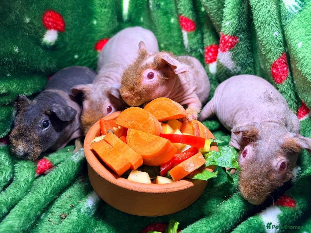 Guinea Pig rodents for sale: Skinny Pig Babies Boy & Girls - Advert 1