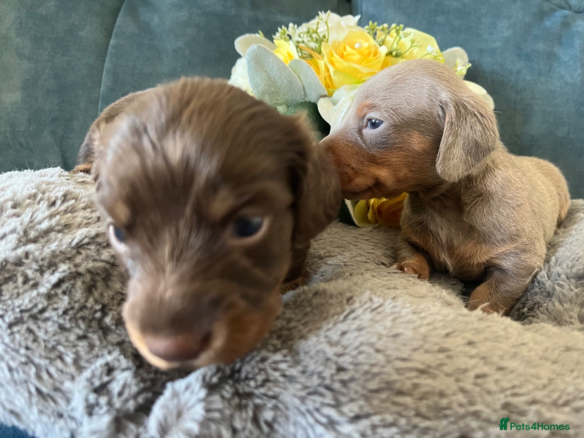 Miniature Dachshund dogs 🐶 beautiful minature dachshunds 🐶  - Advert 2