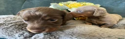 Miniature Dachshund dogs for sale: 🐶 beautiful minature dachshunds 🐶  - Advert 2