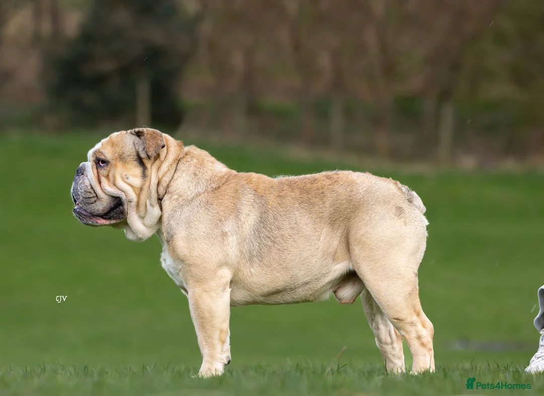 English Bulldog dogs for stud: proven bulldog stud in Hamilton - Advert 2