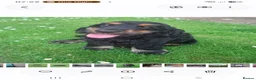Cocker Spaniel dogs for sale: SOLD  -  KC show black & tan male cocker puppy - Advert 1