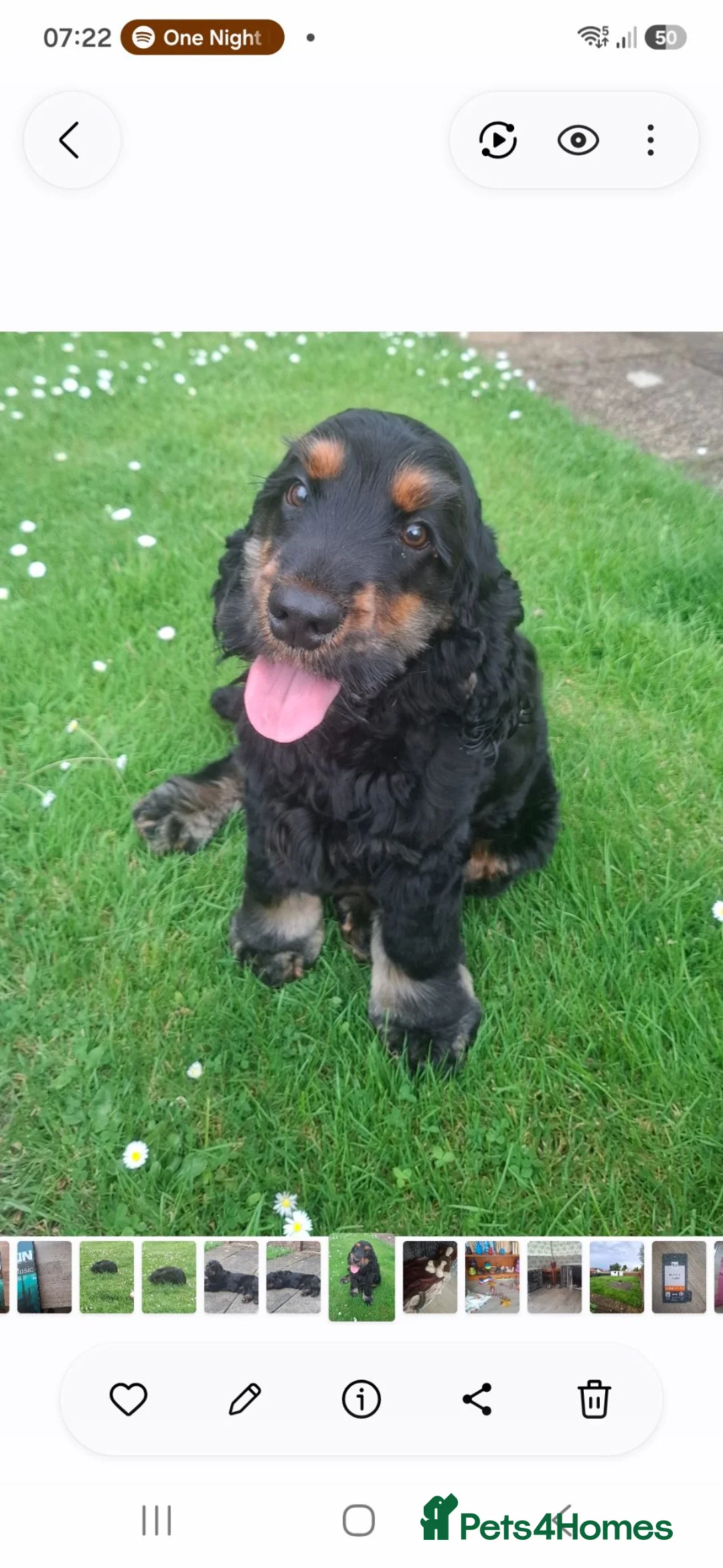 Cocker Spaniel dogs for sale: SOLD  -  KC show black & tan male cocker puppy - Advert 1