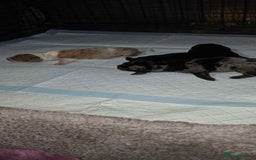 Dachshund dogs for sale: 3 Stunning boy puppies for sale - Image 16
