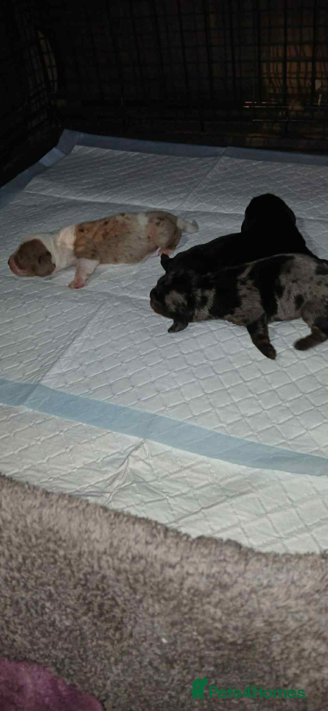 Dachshund dogs for sale: 3 Stunning boy puppies for sale - Image 16