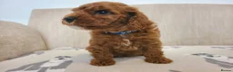 Cavapoo dogs for sale: Beautiful Red Cavapoo Puppies F1bb - Advert 27