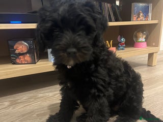 Mixed Breed dogs - Advert 7