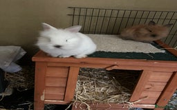 Lionhead rabbits for sale: Angora X lionhead male- NOW RESERVED - Image 8
