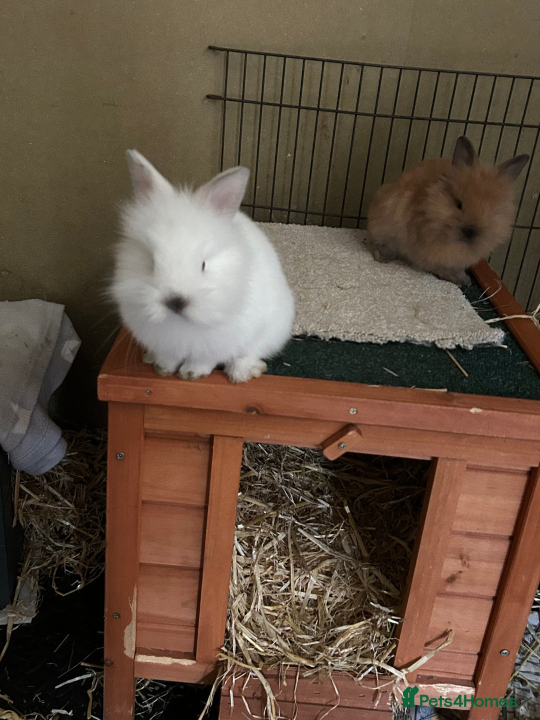 Lionhead rabbits for sale: Angora X lionhead male- NOW RESERVED - Image 8