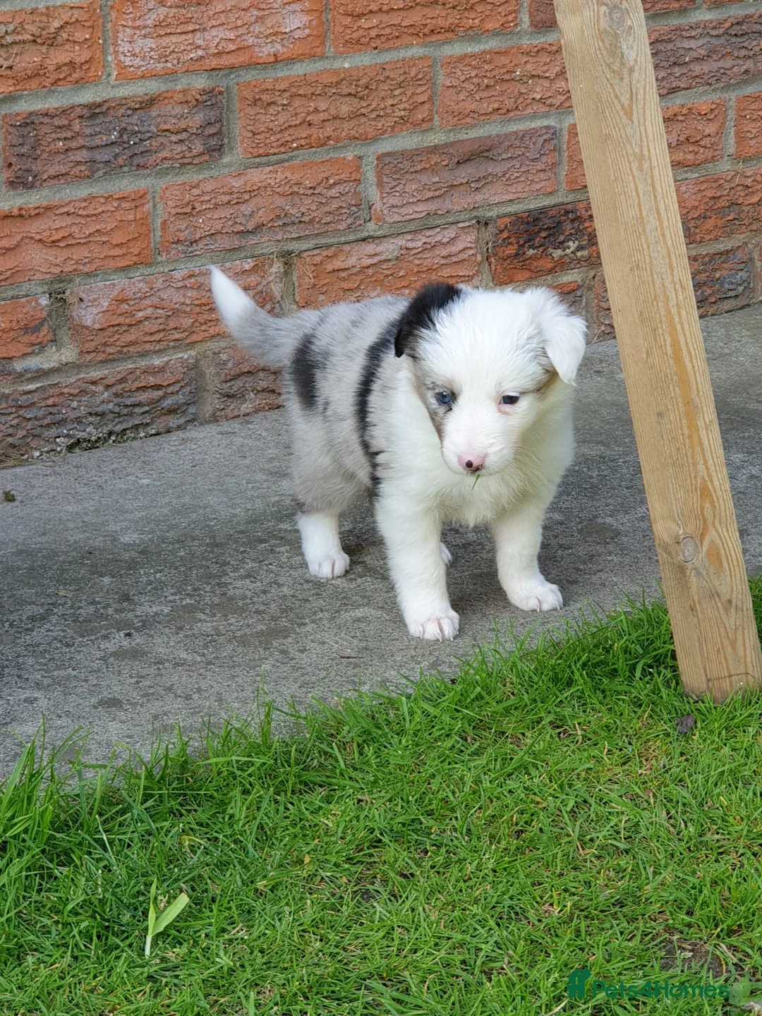Border Collie dogs for stud: Proven tri blue Merle with two blue eyes in Darlington - Advert 10