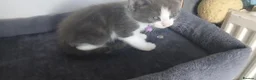 Mixed Breed cats for sale: 5 cuties looking for new forever homes - Advert 23