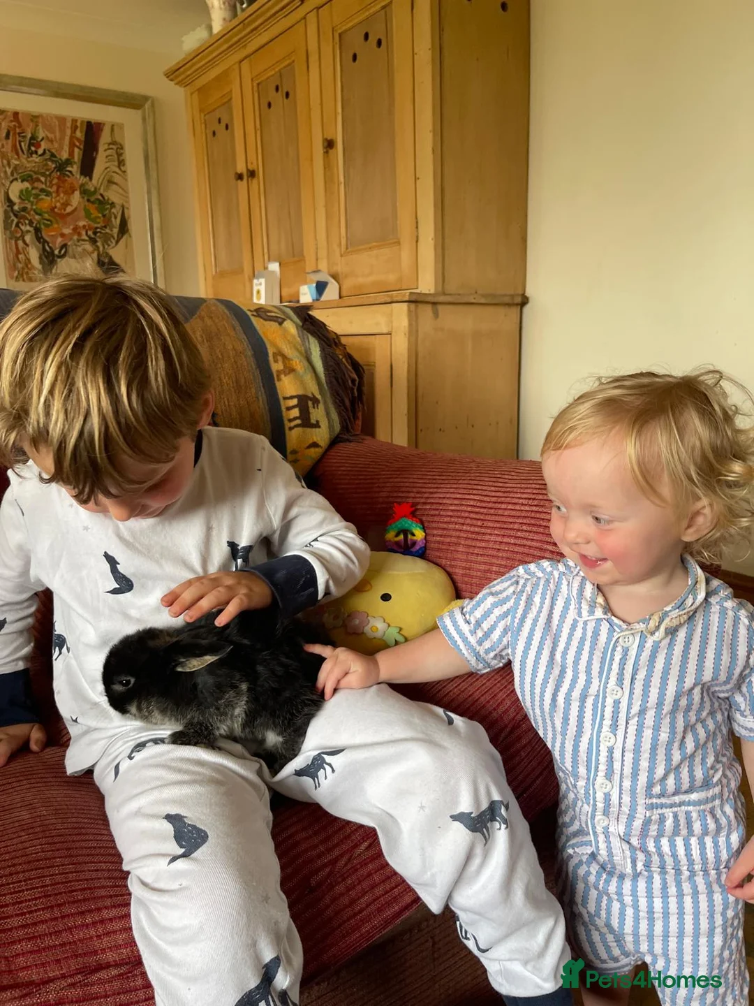 Mini Lop rabbits for sale: Extremely well handled, laid back pure mini lops - Advert 1