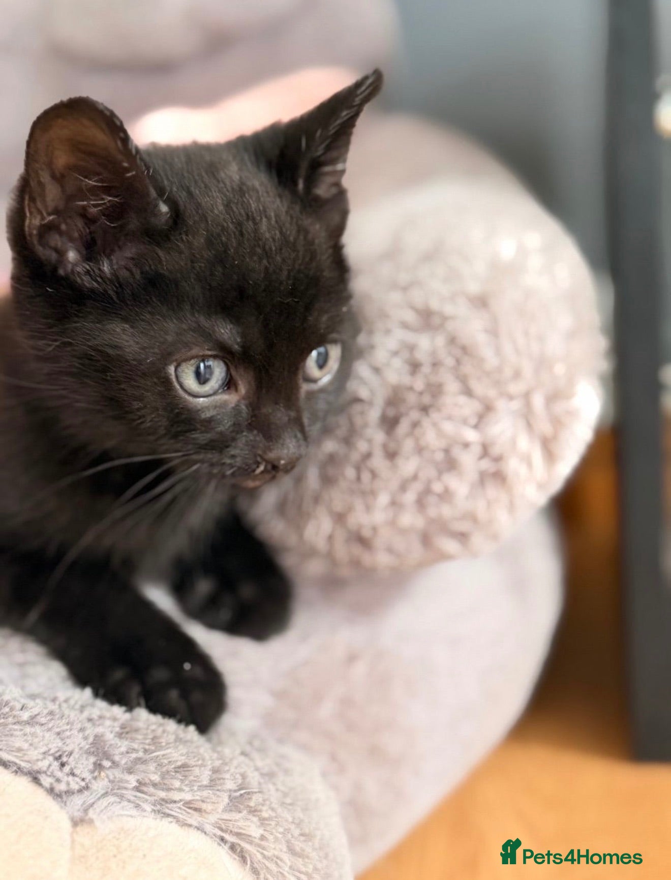 Mixed Breed cats Kittens - Advert 3
