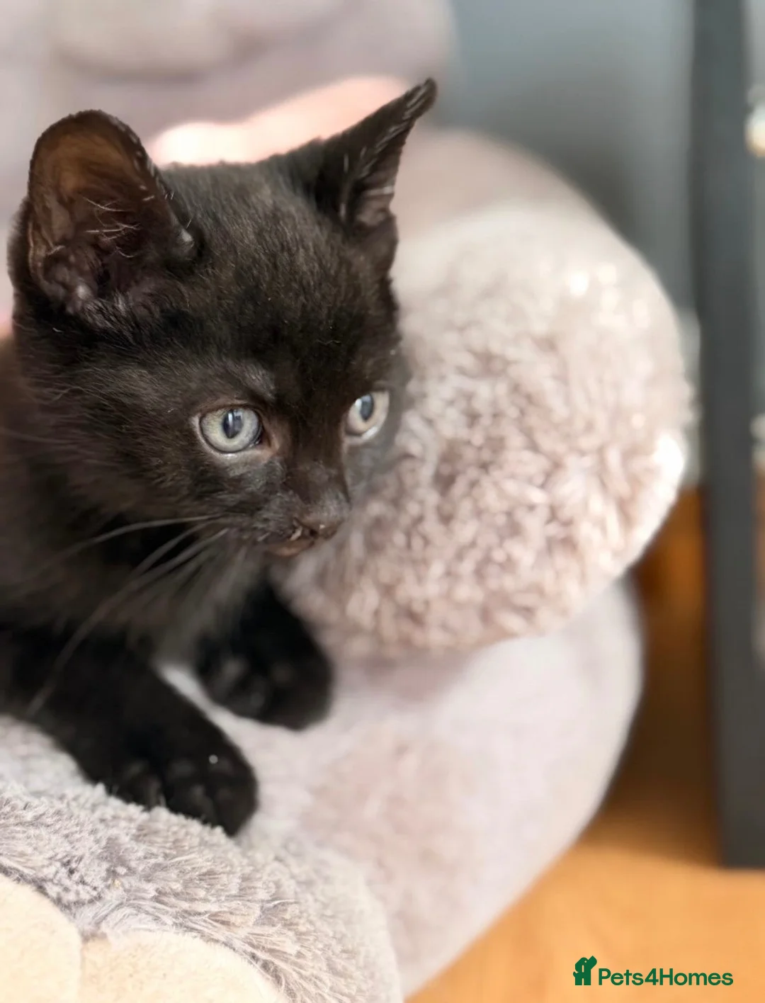 Mixed Breed cats for sale: Kittens in Norwich - Advert 1