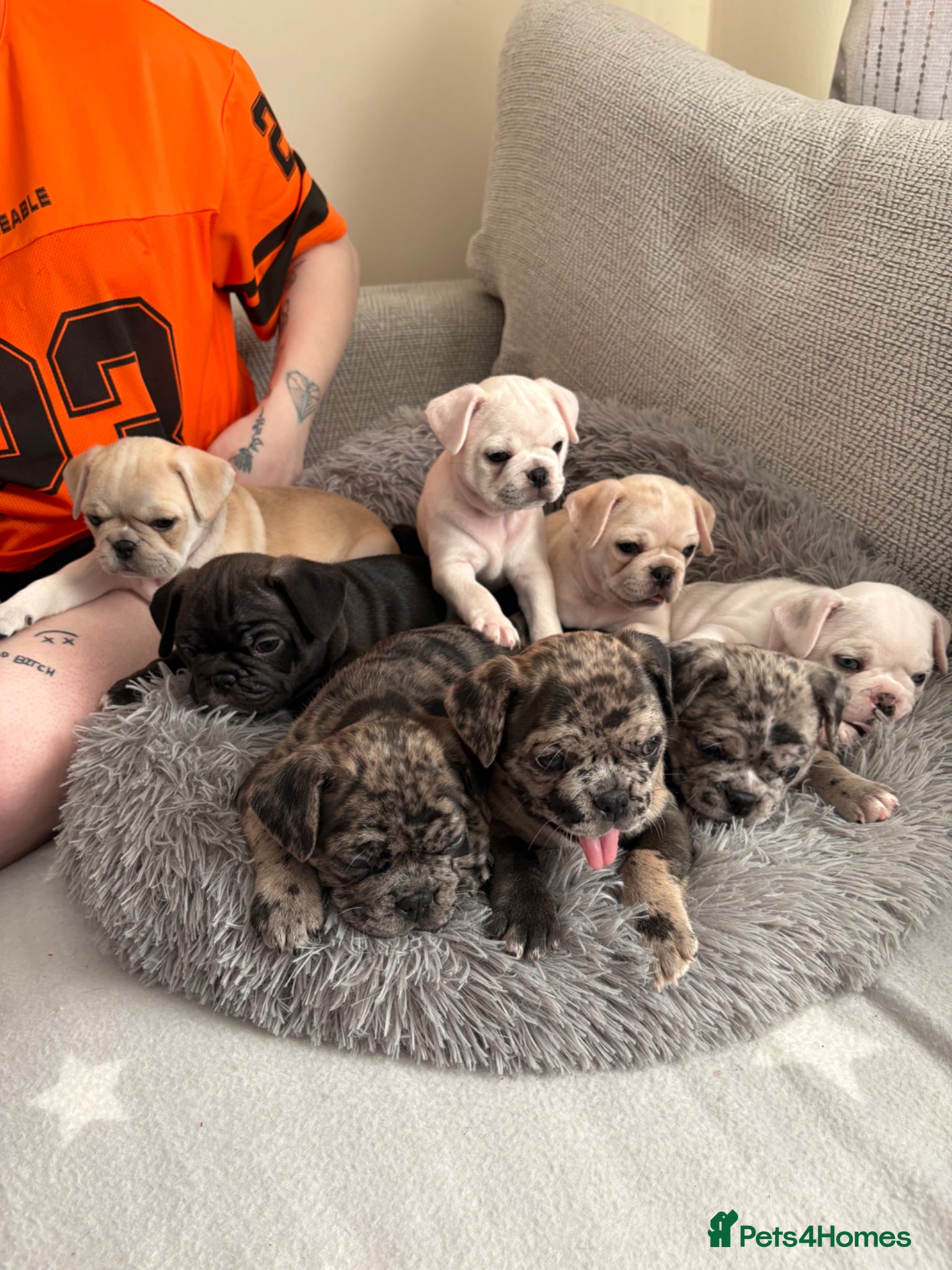 Frug dogs 🐶 Pug/French bulldog puppies 🐶 Rare markings - Advert 8