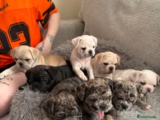 Frug dogs 🐶 Pug/French bulldog puppies 🐶 Rare markings - Advert 8