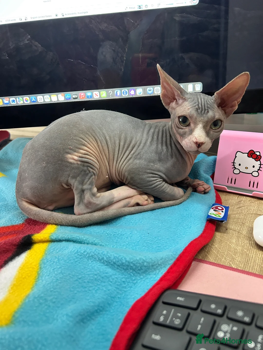 Sphynx cats for sale: Cleo is looking for a loving home  - Advert 1