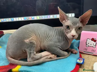 Sphynx cats Cleo is looking for a loving home - Advert 1