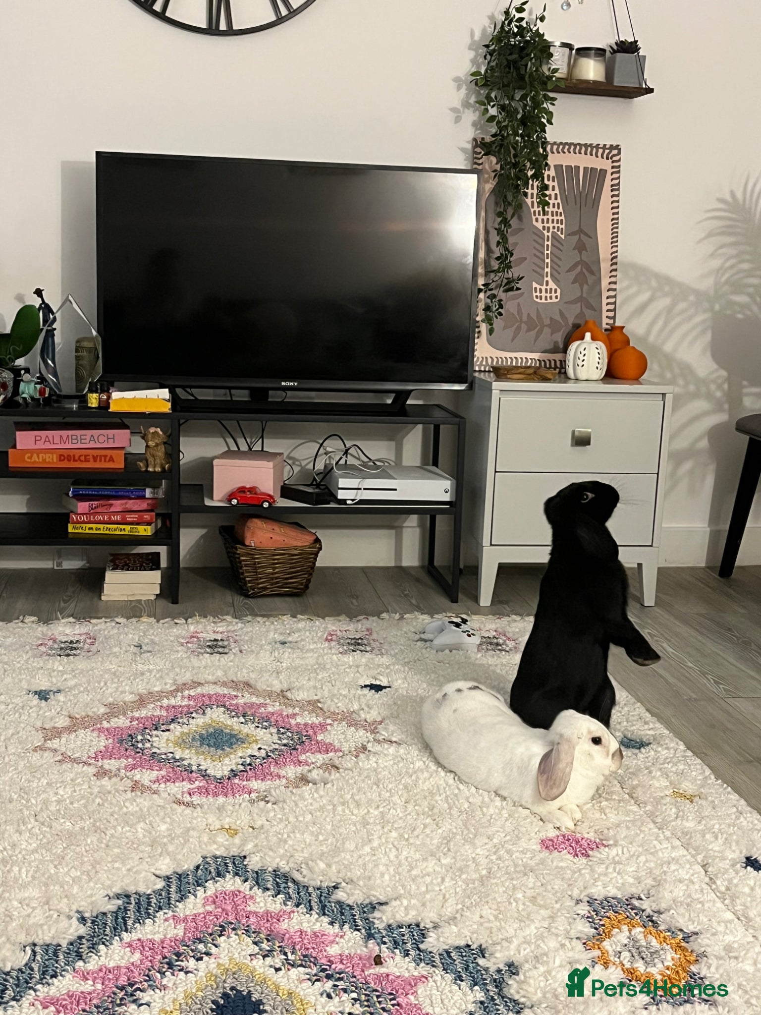 Mini Lop rabbits Lop bunnies adopted from Pets at Home.  - Advert 1