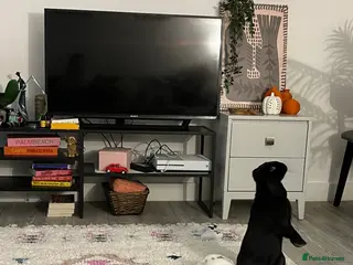 Mini Lop rabbits Lop bunnies adopted from Pets at Home. - Advert 1