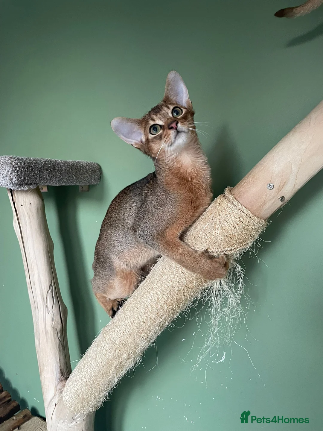 Abyssinian cats for sale: Abyssinian Kitten Boy and girl Tica Show Quality  - Advert 16