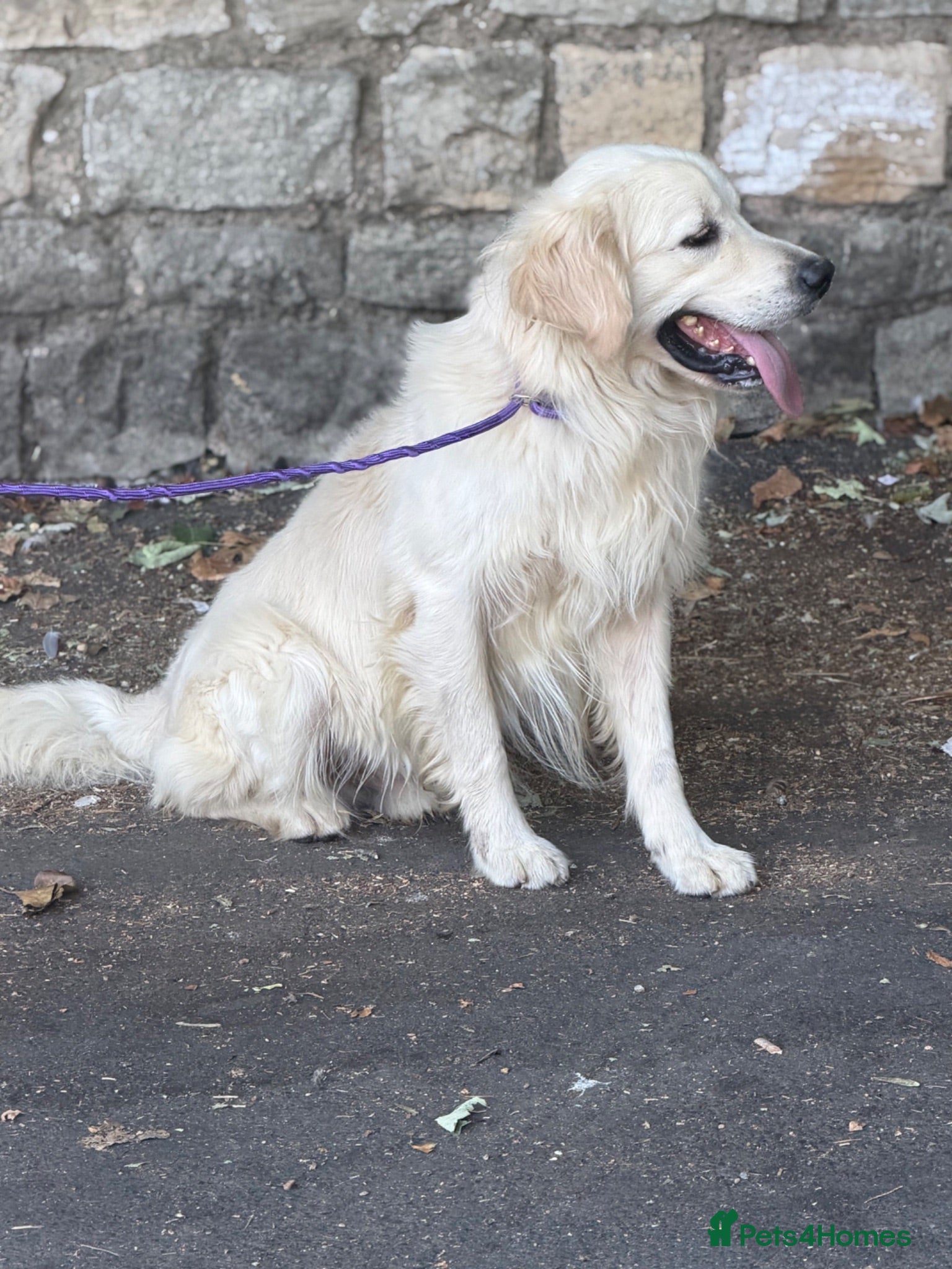 Golden Retriever dogs Adult golden retriever boy  - Advert 2