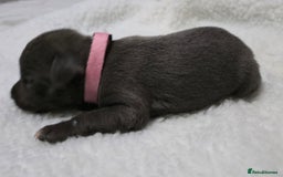 Staffordshire Bull Terrier dogs for sale:  Blue Staffy puppies for sale KC REGISTERED  - Image 6