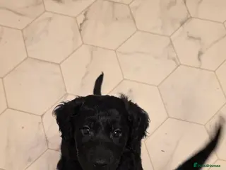 Cockapoo dogs Cockapoo Puppies - Advert 6