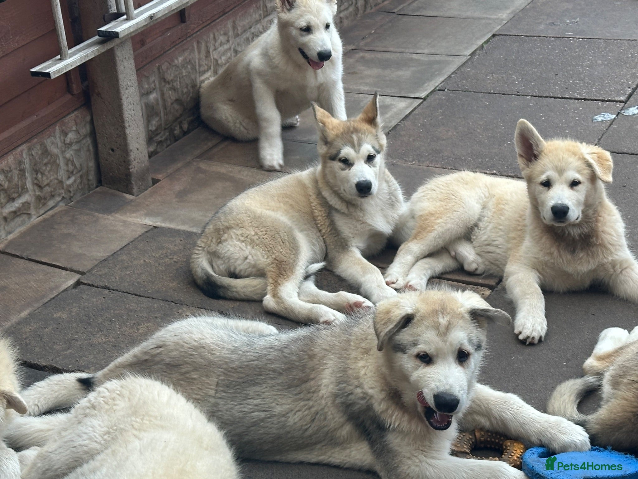 Alaskan Malamute dogs Pure white Alaskan Malamutes  - Advert 1