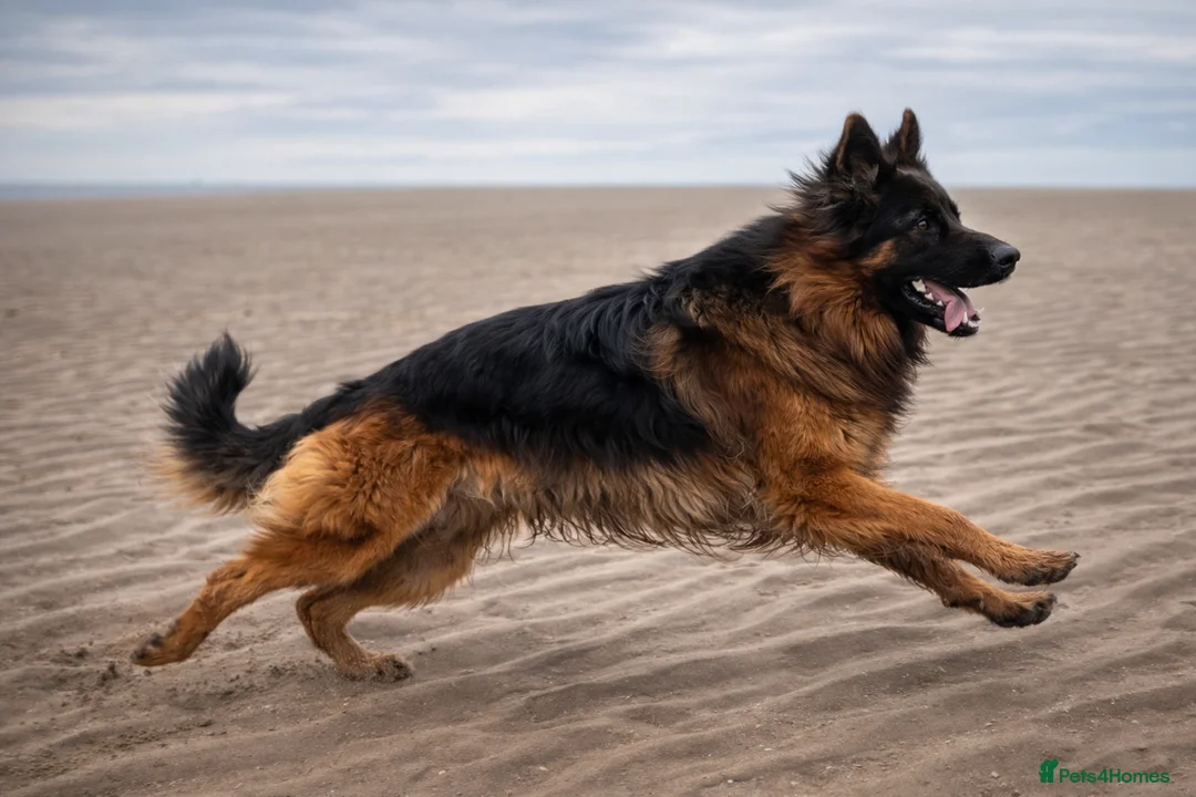 German Shepherd dogs for stud: KC REG FULLY HEALTH TESTED German Shepherd Stud in Macclesfield - Advert 7