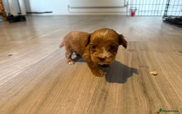 Cockapoo dogs for sale: F1B Cockapoos - Image 13