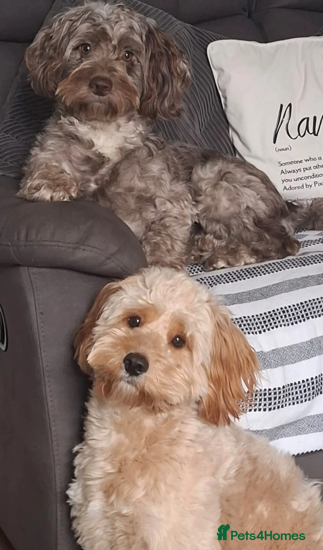 Cockapoo dogs for sale: F2 Cockapoo puppies  - Advert 2