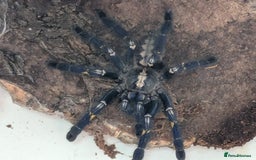Spiders invertebrates for sale: Gotty tarantula  - Image 6