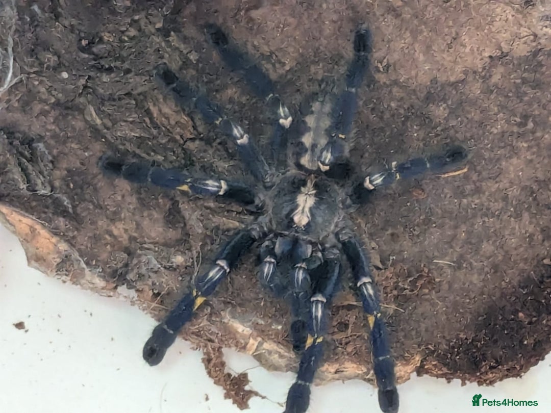 Spiders invertebrates for sale: Gotty tarantula  - Image 6