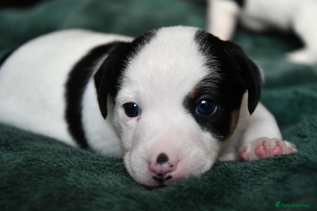 Jack Russell dogs for sale: Jack Russell puppies for sale  - Image 9