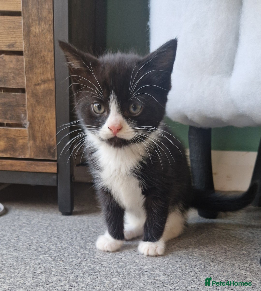 Mixed Breed cats for sale: 2 Beautiful Black & White Kittens - Image 6
