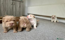 Shar Pei dogs for sale: Top quality bear coat sharpei  - Image 12