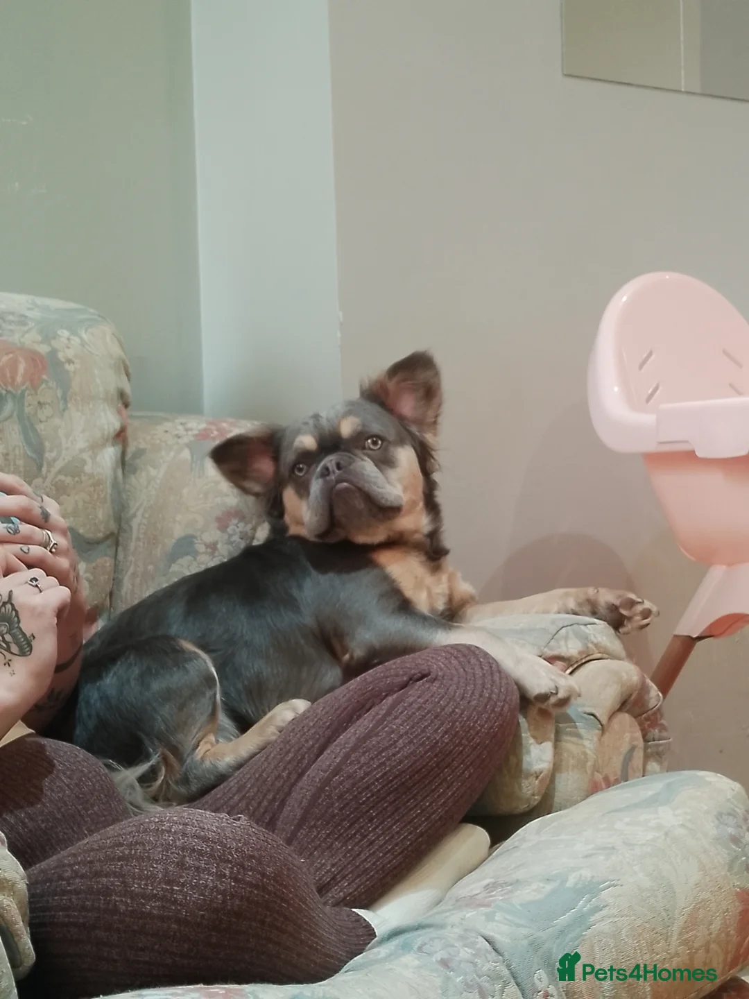 French Bulldog dogs for sale: Fluffy Frenchie in Bridgwater - Advert 1