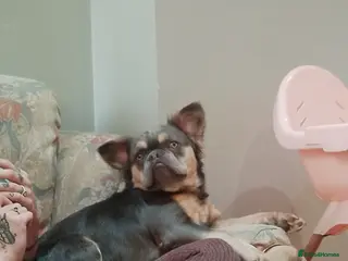 French Bulldog dogs Fluffy Frenchie in Bridgwater - Advert 1