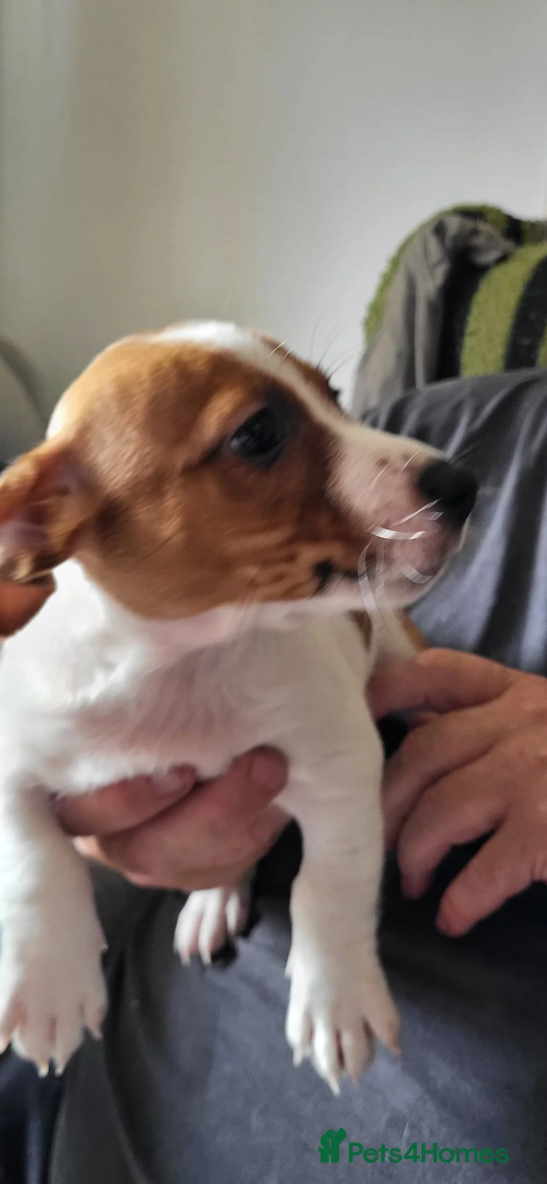 Jack Russell dogs for sale: Jack Russell puppies  - Advert 4