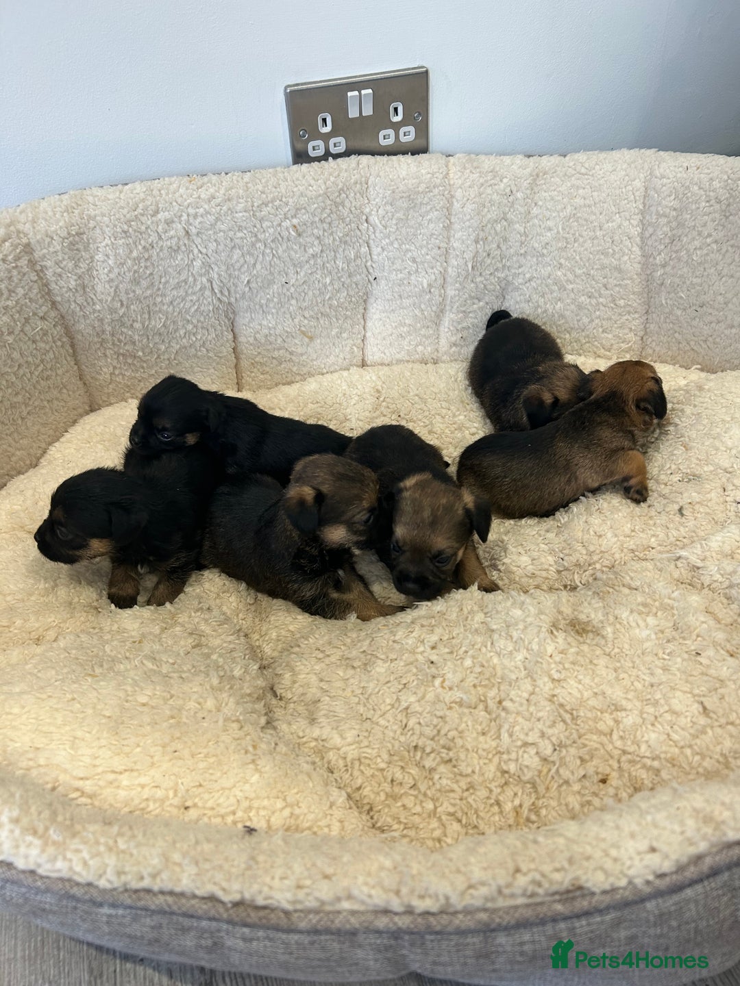 Border Terrier dogs for sale: Slem clear Kc registered Border terrier puppies - Advert 13