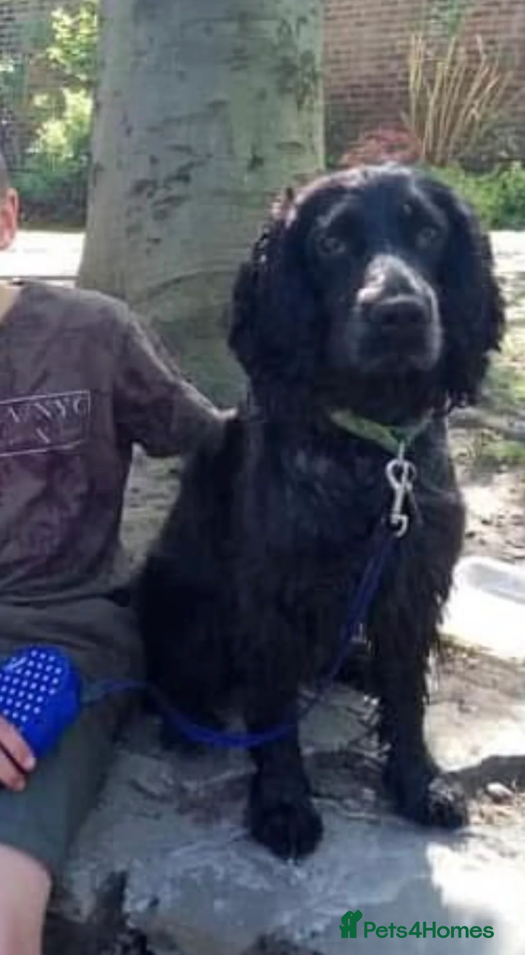 Cocker Spaniel dogs for sale: Darcy Button age 8 cocker spaniel  - Advert 5