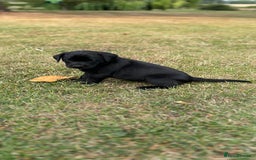 Labrador Retriever dogs for sale: Labrador retriever puppies - Image 23