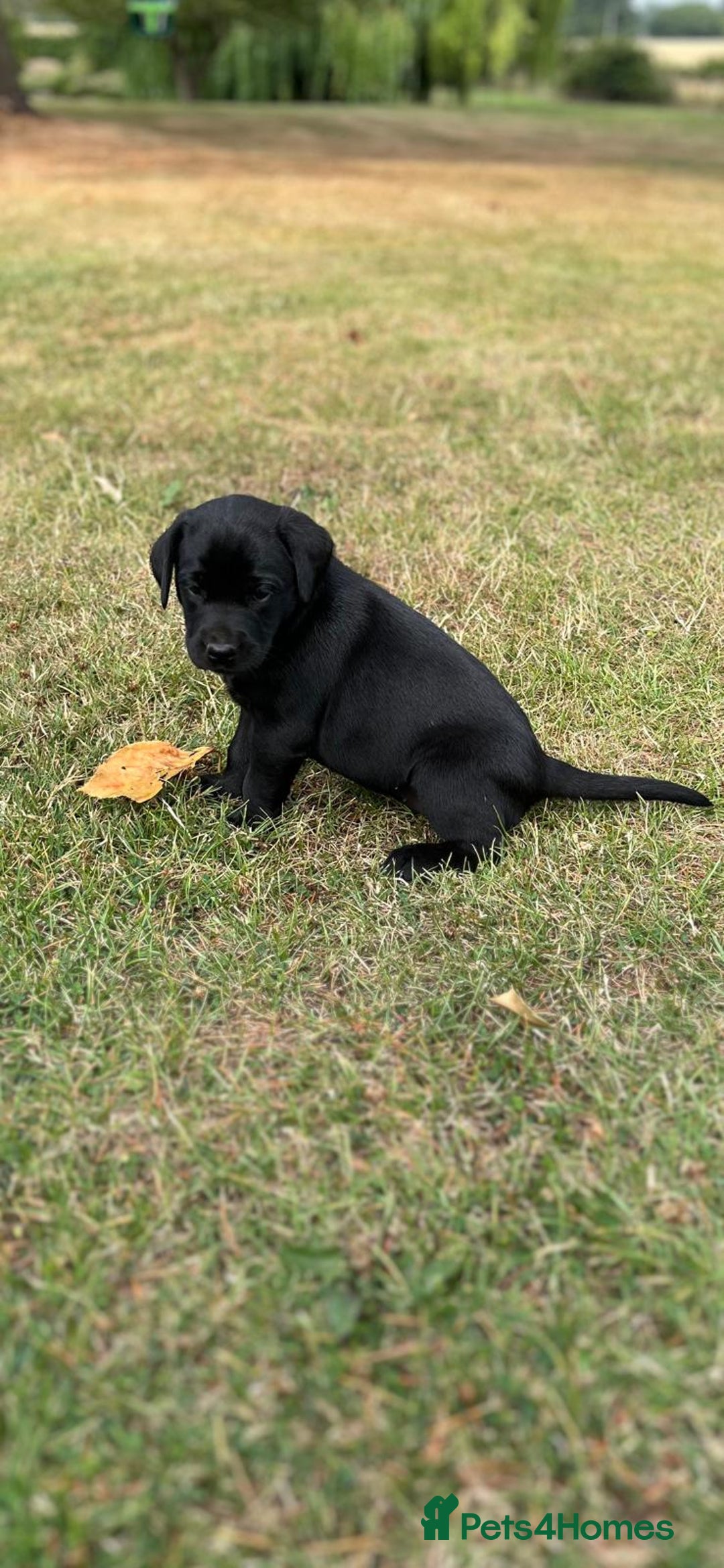 Labrador Retriever dogs for sale: Labrador retriever puppies - Image 23